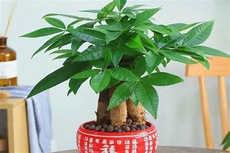 发财蒜风水|公认的10种风水植物，放家里运势“旺旺旺”，恰好我都养过